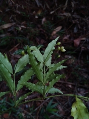 Psychotria andevorantensis