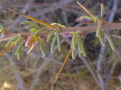 Aspalathus spinosa spinosa