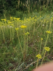 Petrosedum orientale