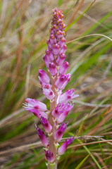 Lachenalia salteri