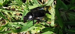 Ceratotrupes