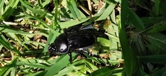 Ceratotrupes