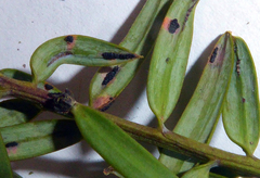 Corynelia tropica image