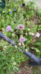 Cirsium arvense