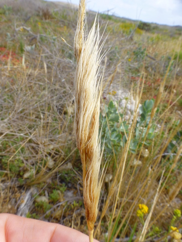 Cape Beard Grass (Polypogon strictus)