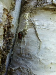 Chrysomela lapponica