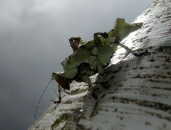 Lichenomorphus fuscifrons