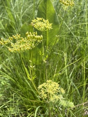 Polytaenia nuttallii