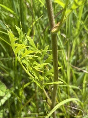 Polytaenia nuttallii