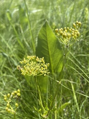 Polytaenia nuttallii