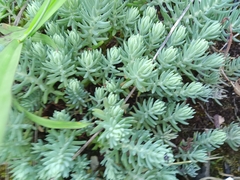 Petrosedum rupestre