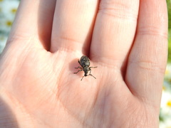 Otiorhynchus tristis