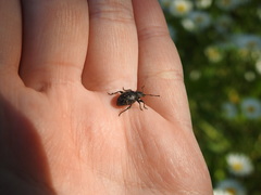 Otiorhynchus tristis