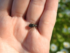 Otiorhynchus tristis