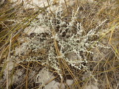 Helichrysum litorale