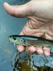 Ptychocheilus umpquae