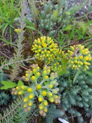 Petrosedum rupestre
