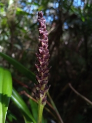Ploiarium