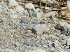 Argia agrioides