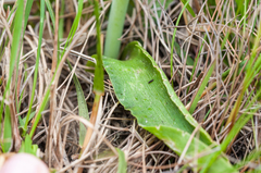 Lachenalia salteri