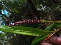 Ploiarium
