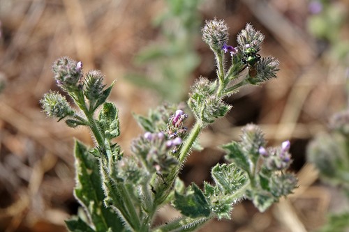 iNaturalist observation photo of western vervain