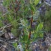 Salix maccalliana - Photo (c) Jamie Spence, algunos derechos reservados (CC BY-NC), subido por Jamie Spence