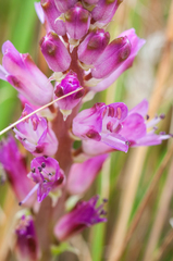 Lachenalia salteri