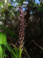 Ploiarium