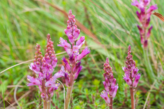 Lachenalia salteri