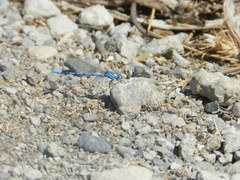 Argia agrioides