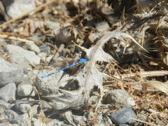 Argia agrioides