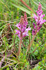 Lachenalia salteri