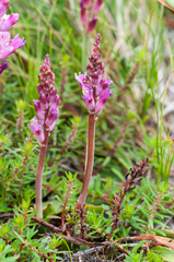 Lachenalia salteri