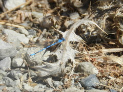 Argia agrioides