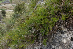 Anisotome brevistylis