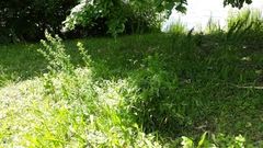 Epipactis helleborine