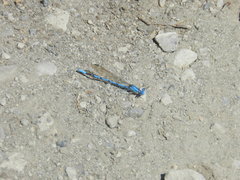 Argia agrioides