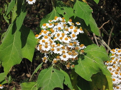 Podachaenium eminens