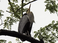 Ardea cinerea