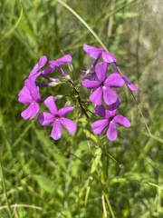 Phlox glaberrima interior