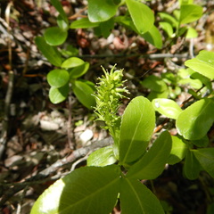 Salix myrtillifolia