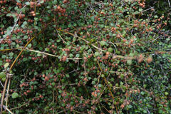 Teucrium parvifolium