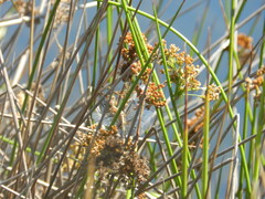 Libellula luctuosa