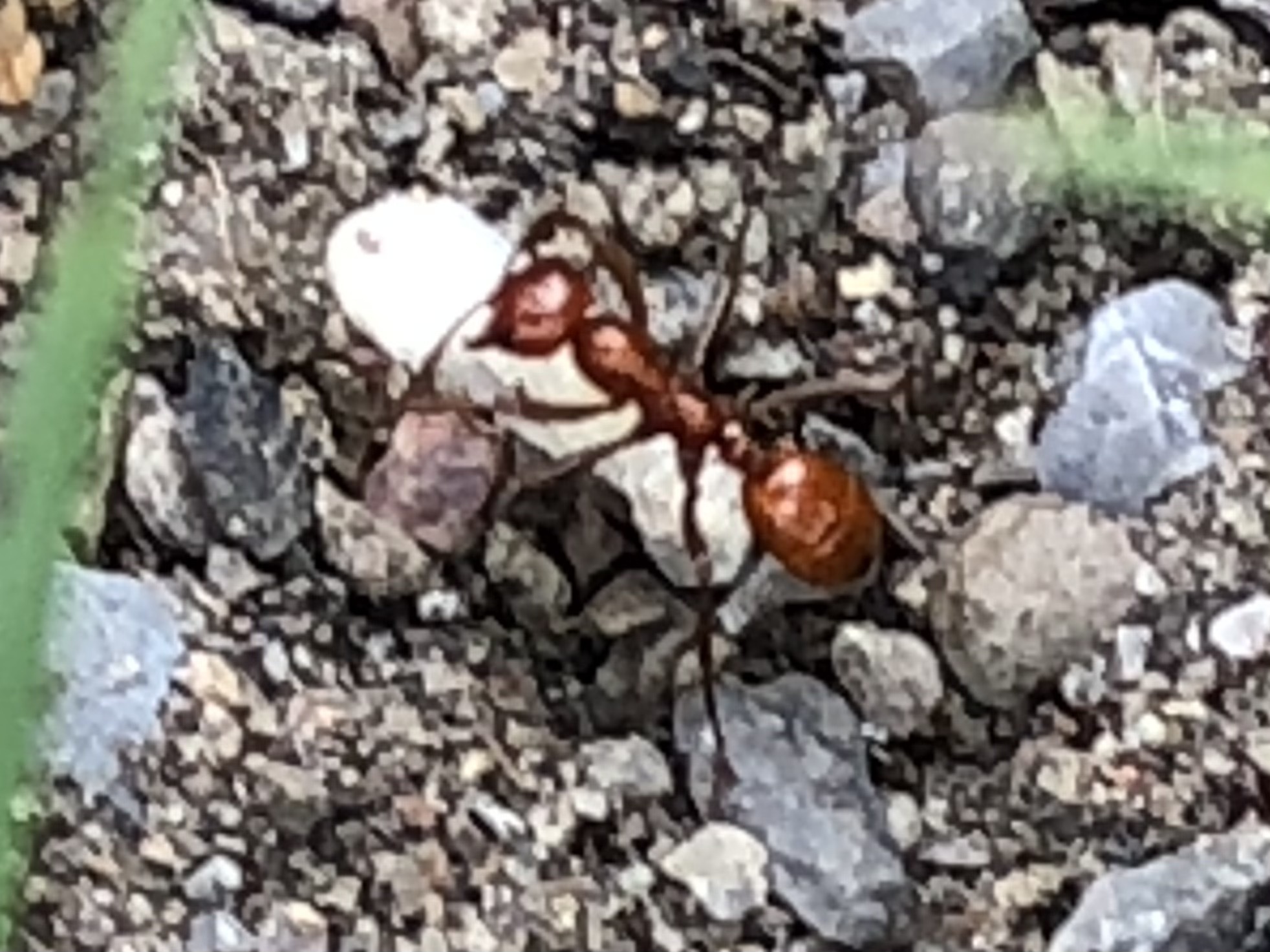 Polyergus lucidus