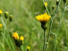 Hieracium laevigatum