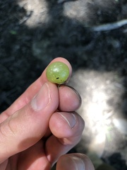 Amphibolips nubilipennis