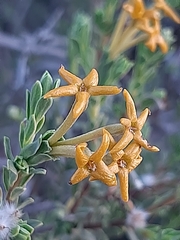 Lasiosiphon deserticola