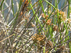 Libellula luctuosa