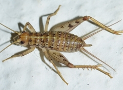 Gryllomorpha longicauda